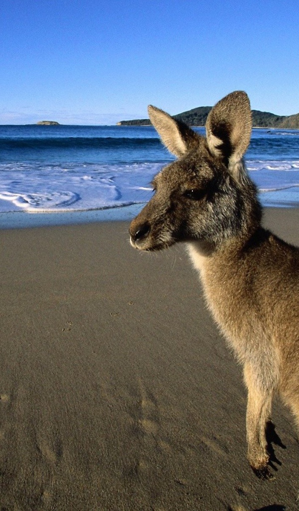 Кенгуру пришли на пляж