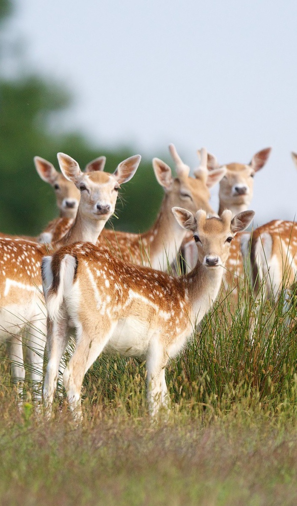 Стадо пятнистых оленей на поле