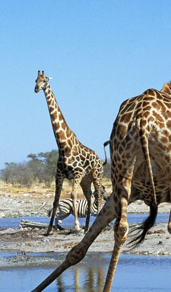 Животные Намибии