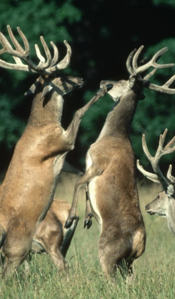 Битва двух оленей