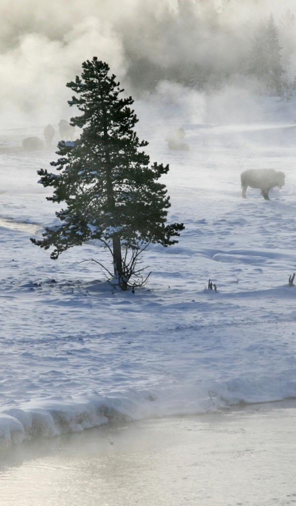 Бизоны пасутся на снегу