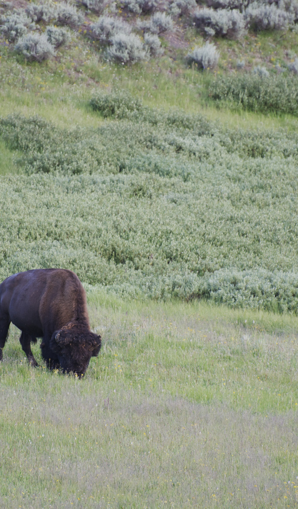 Бизон в дикой природе