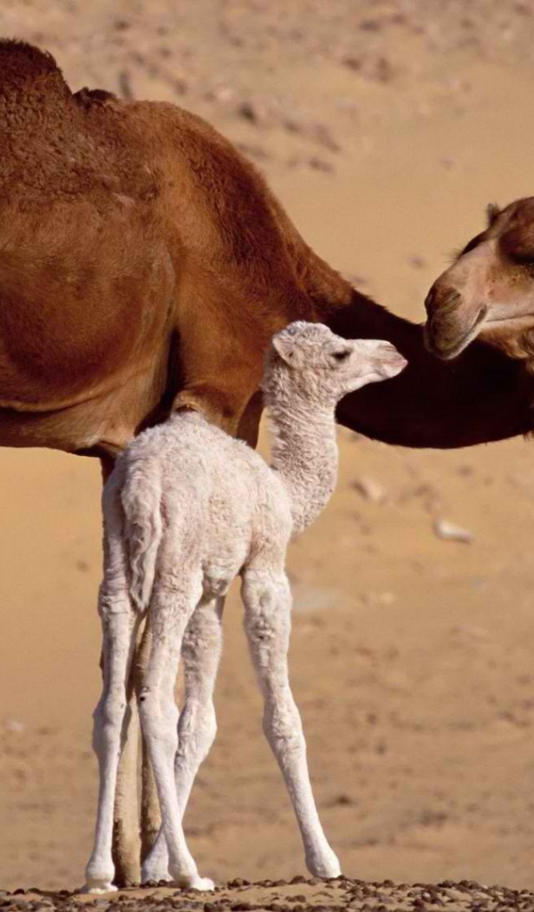 Верблюд с верблюжонком