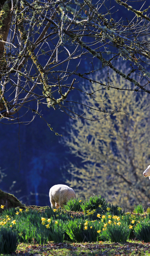 Нарциссы и ягнята