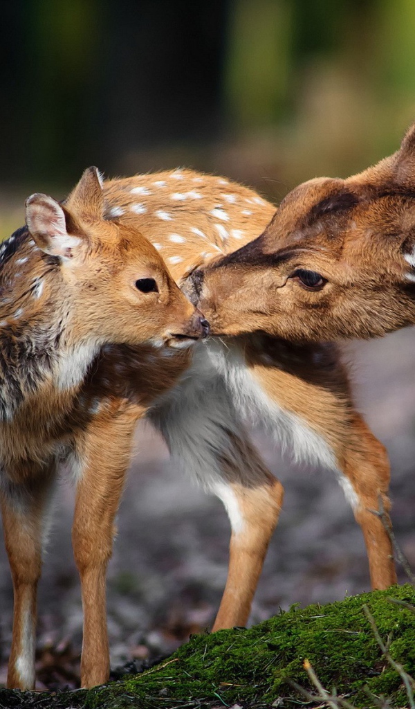 Олениха и ее ребенок