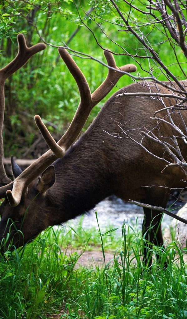 Олень ест траву