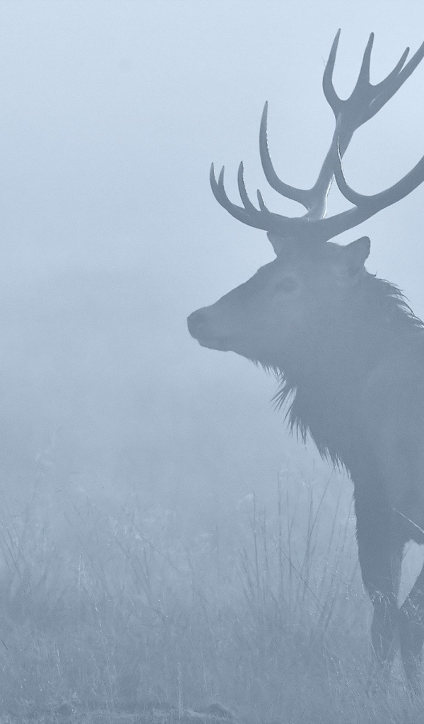 Олень в утреннем тумане
