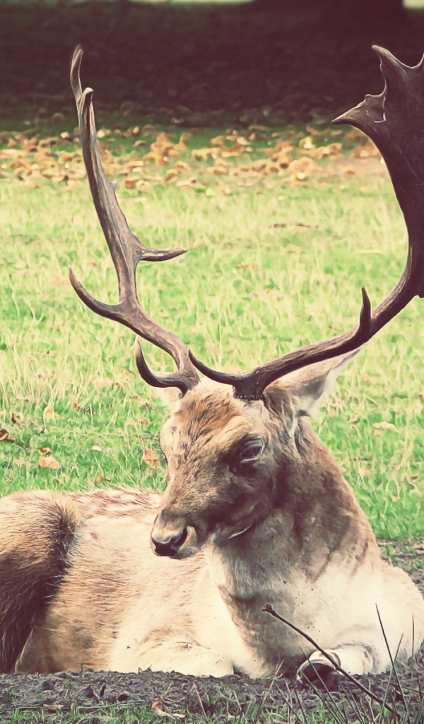 Олень лежит на земле