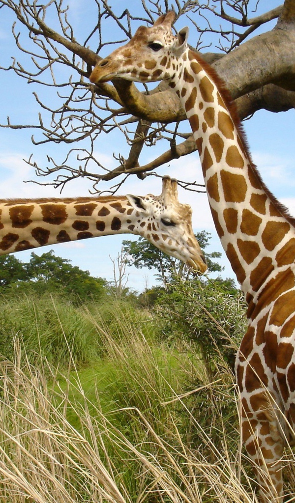 Пара жирафов