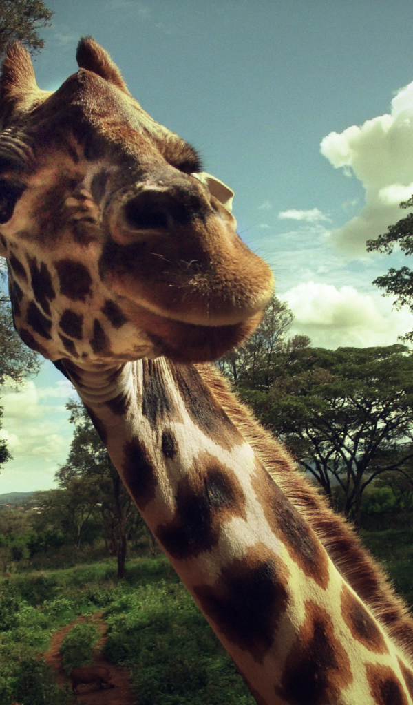 Жираф позирует