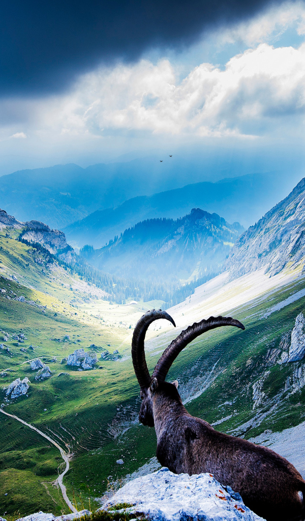 Коза на горе Пилатус