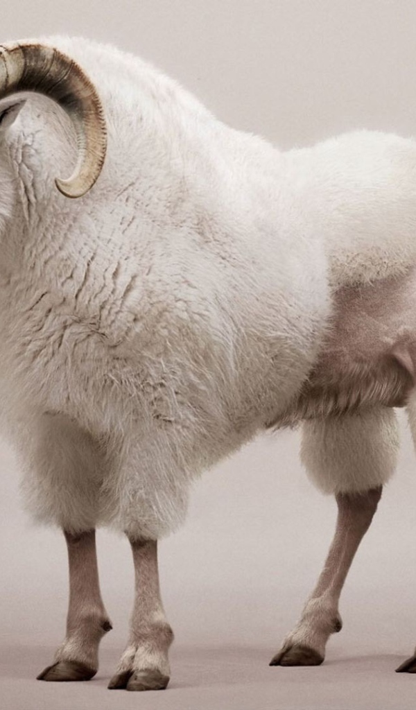 Козел со стрижкой под пуделя