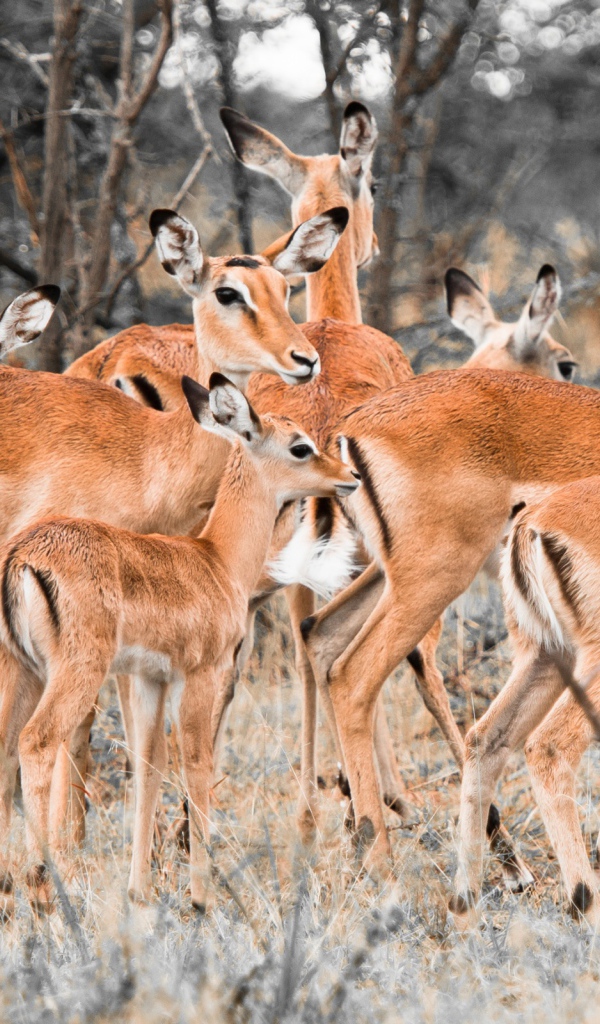 Стадо оленей