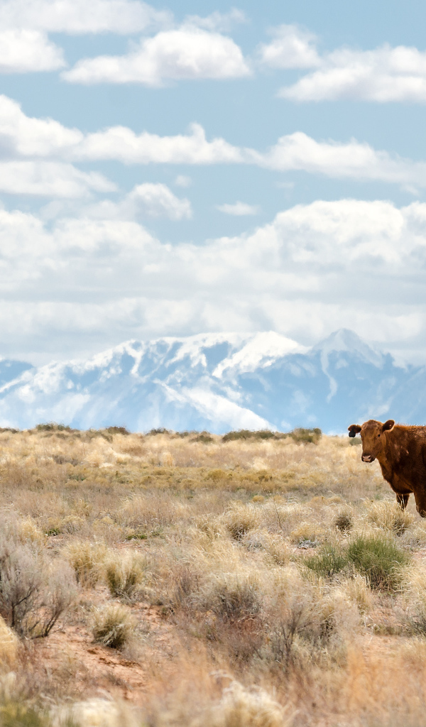 Одинокая корова на фоне гор