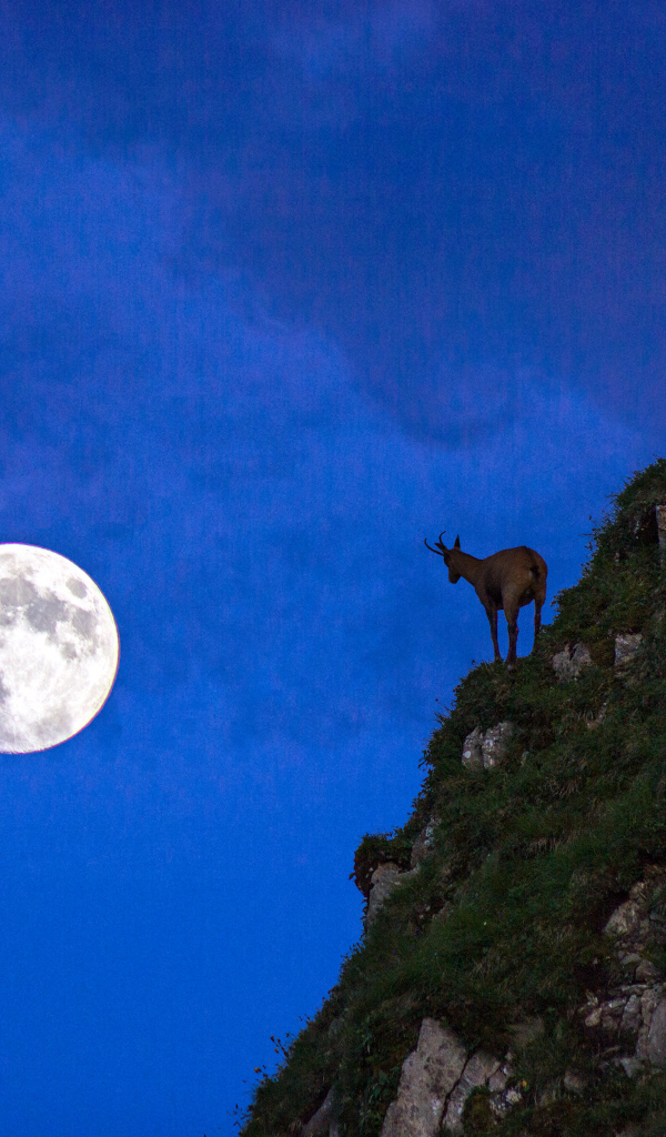 Горные козлы на фоне луны