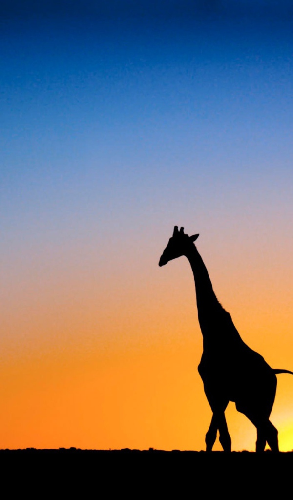 Жираф на закате в Ботсване