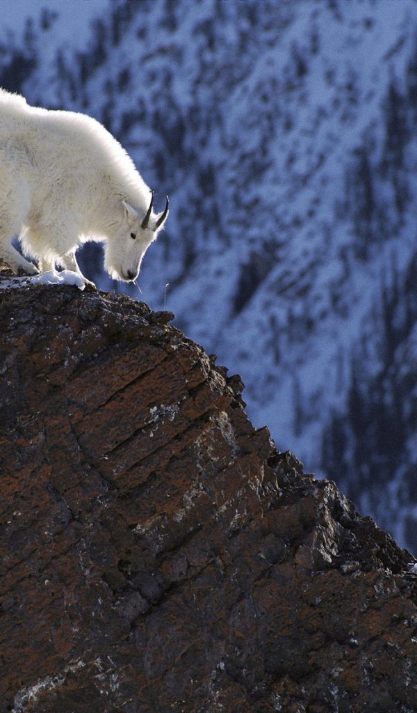 Белый козел в горах