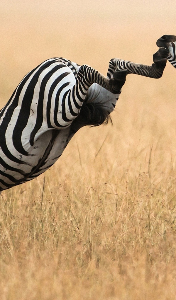 Зебра лягается