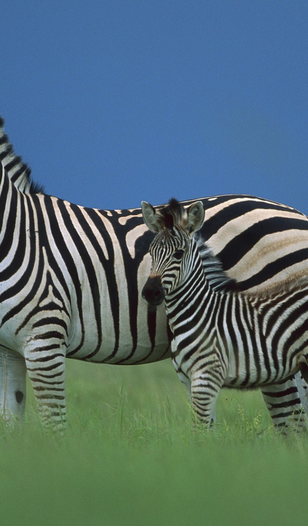 Зебра со своим детенышем