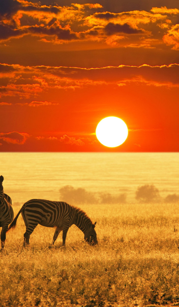 Зебры пасутся на закате