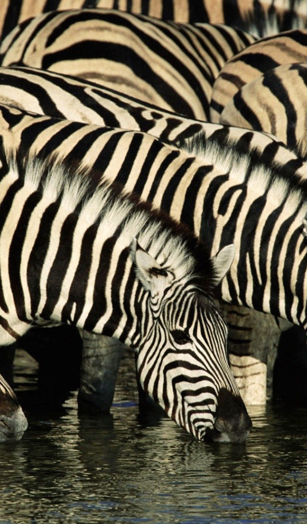 Зебры на водопое