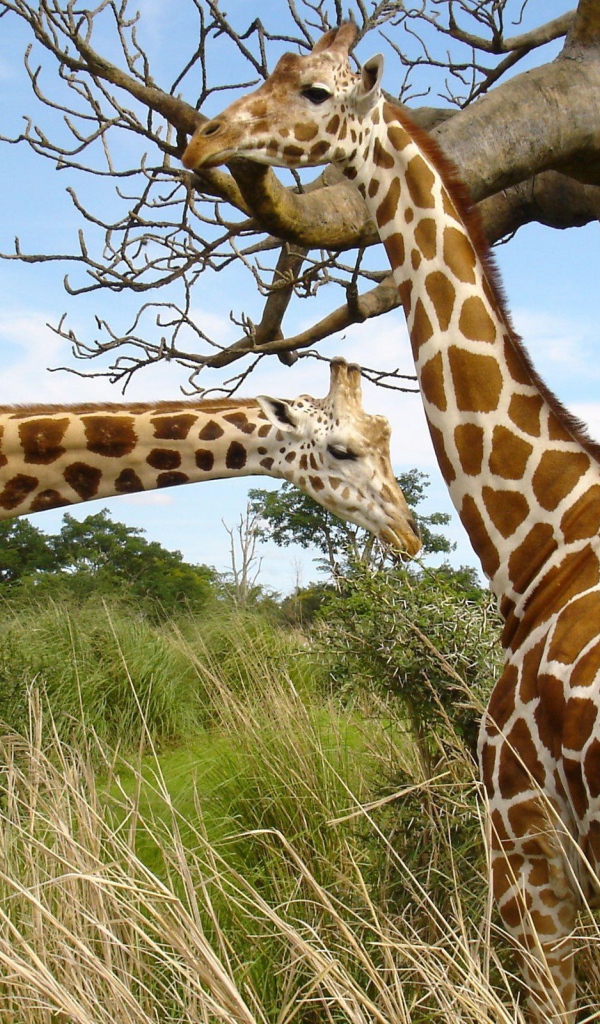 Жирафы у баобаба