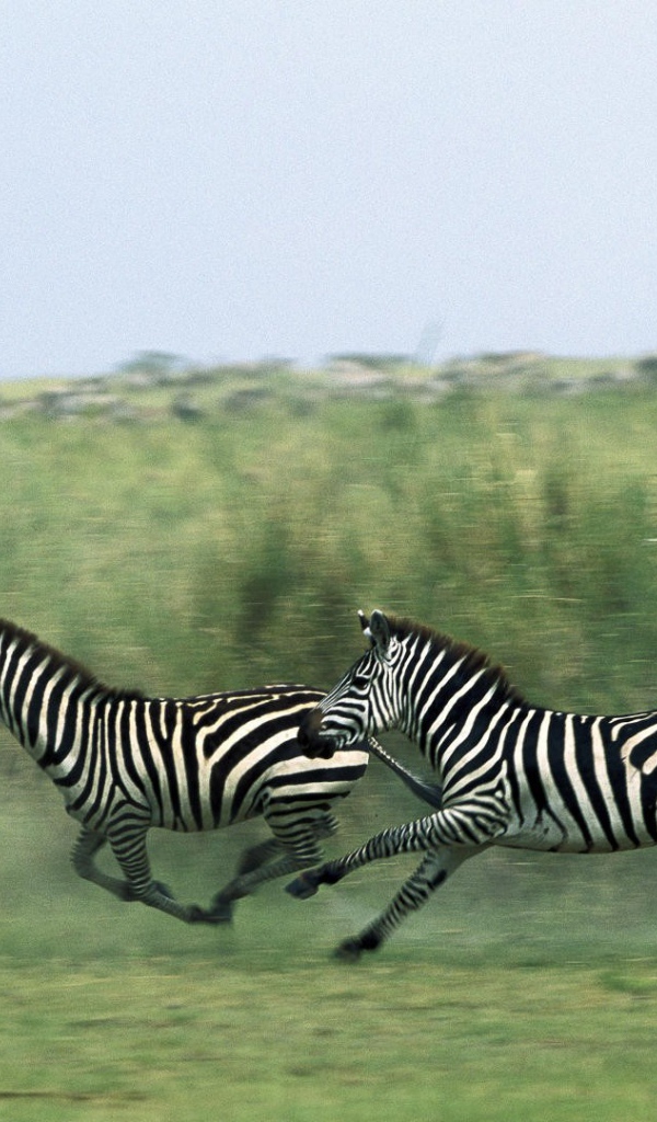 Зебры бегут