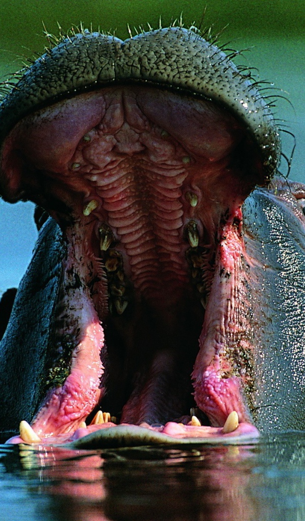 Бегемот открыл пасть