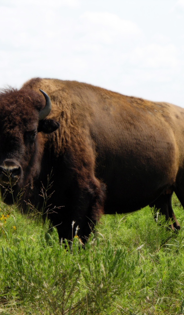 Бизон на природе