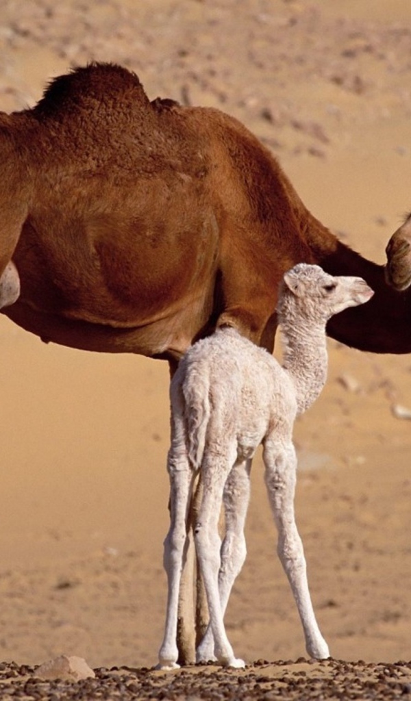 Верблюд с детенышем