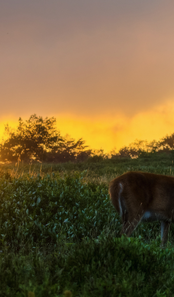 Олень на закате