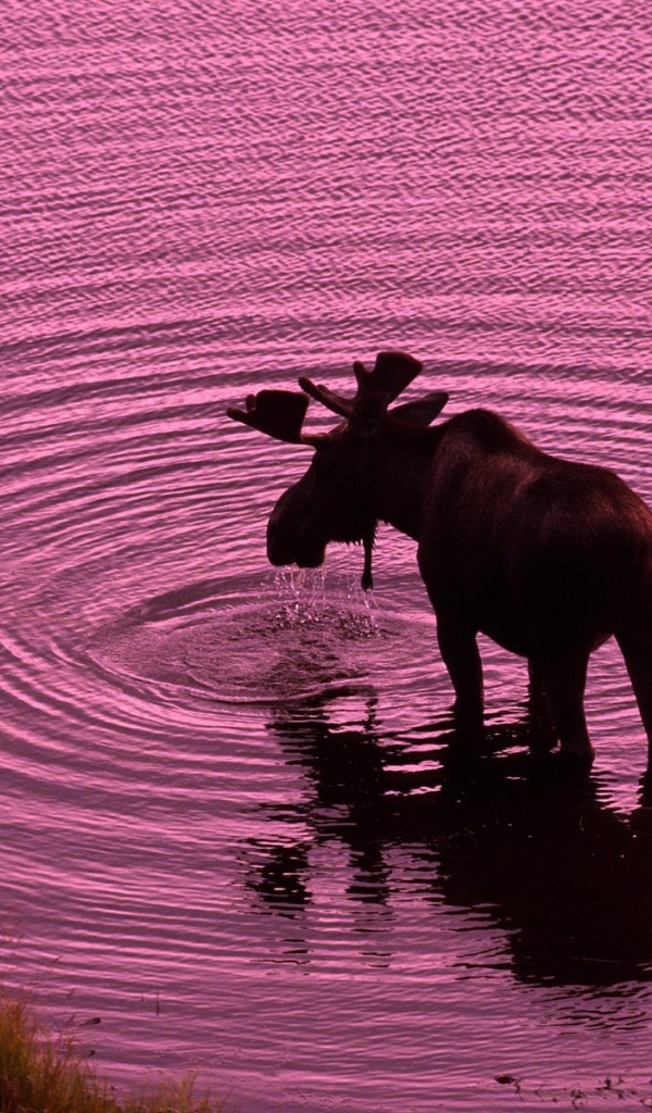 Лось пьет воду