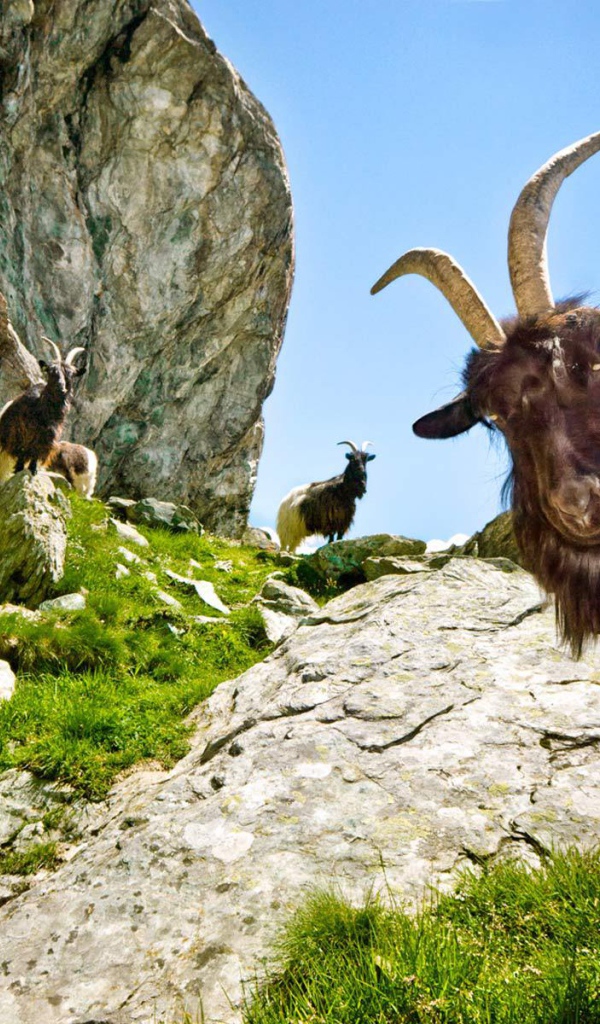 Козы в горах