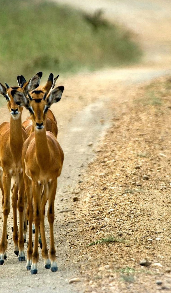 Косули на дороге
