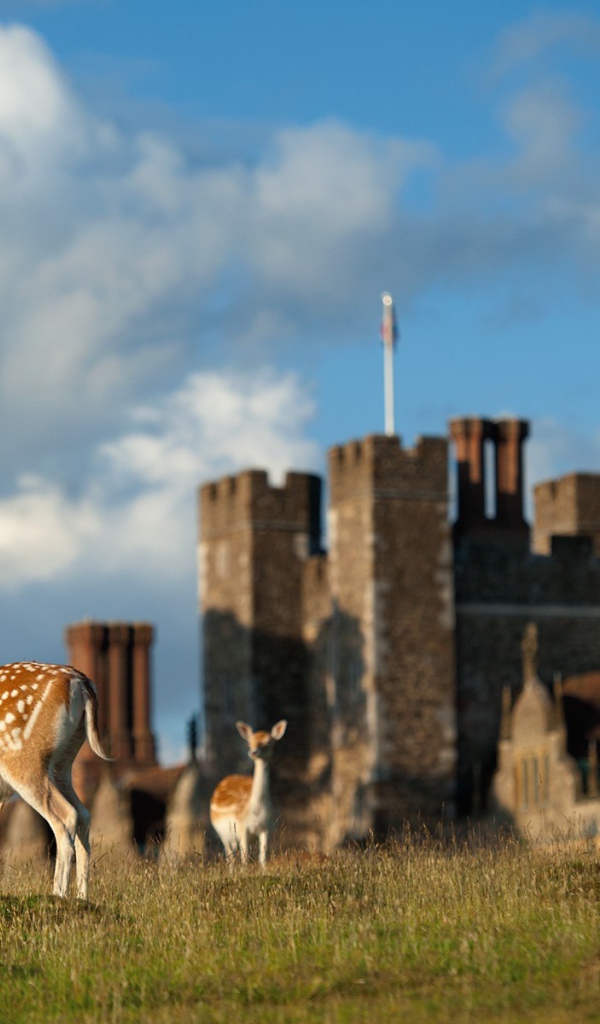 Пятнистые олени