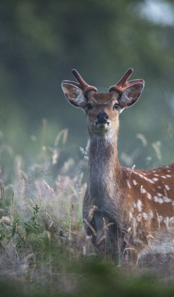 Пятнистый олень в траве