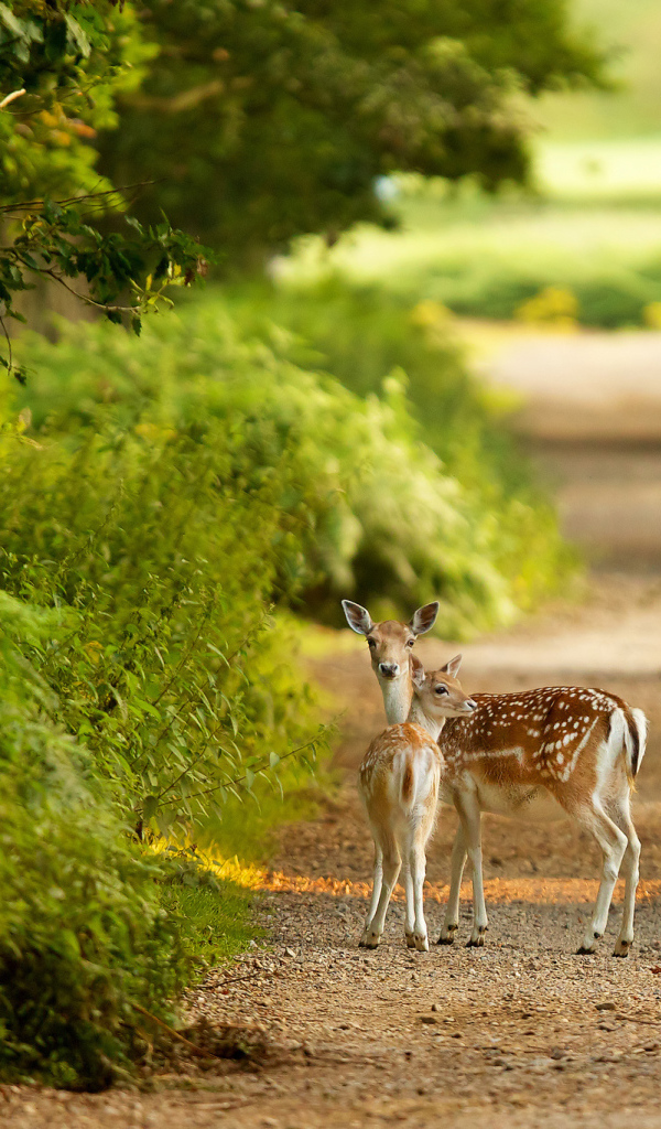 Пятнистые олени на дороге