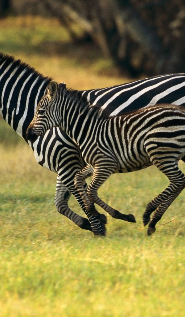 Зебра с детёнышем