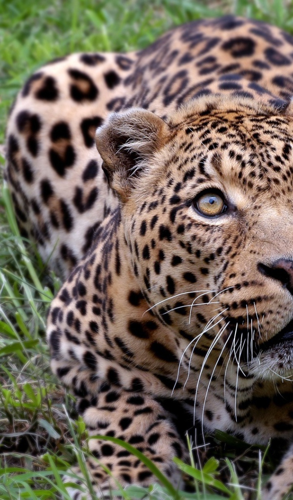 Африканский леопард