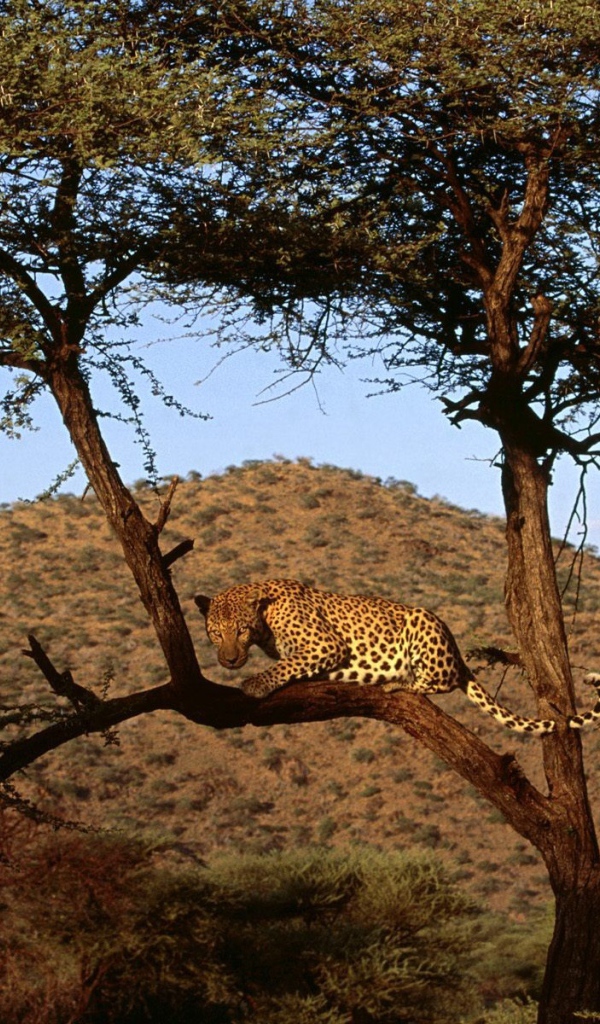 Африканский леопард на дереве