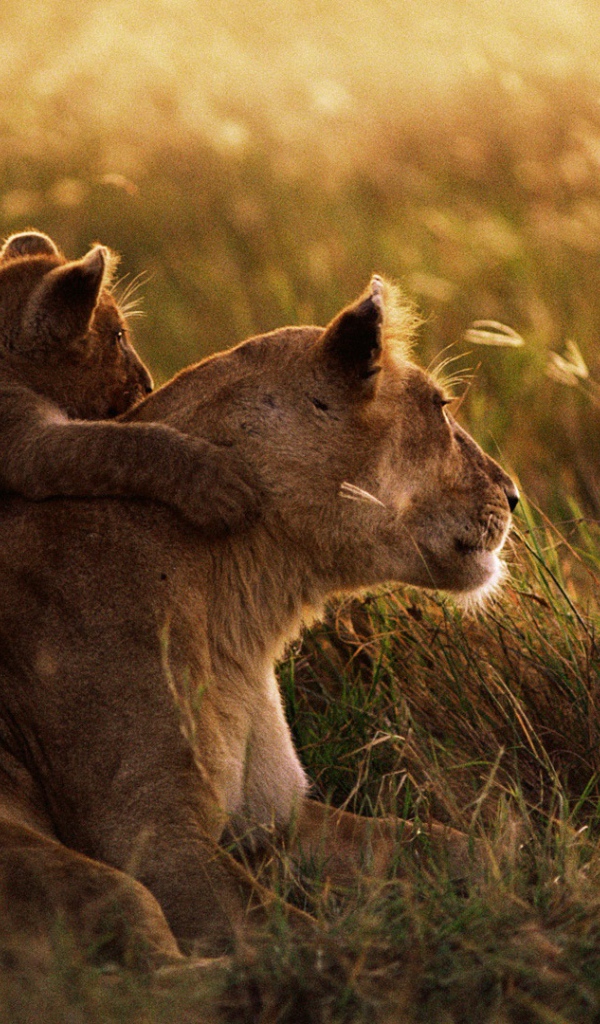 Африканский лев