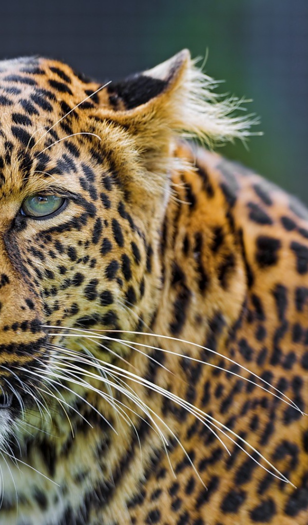 Восхитительный леопард