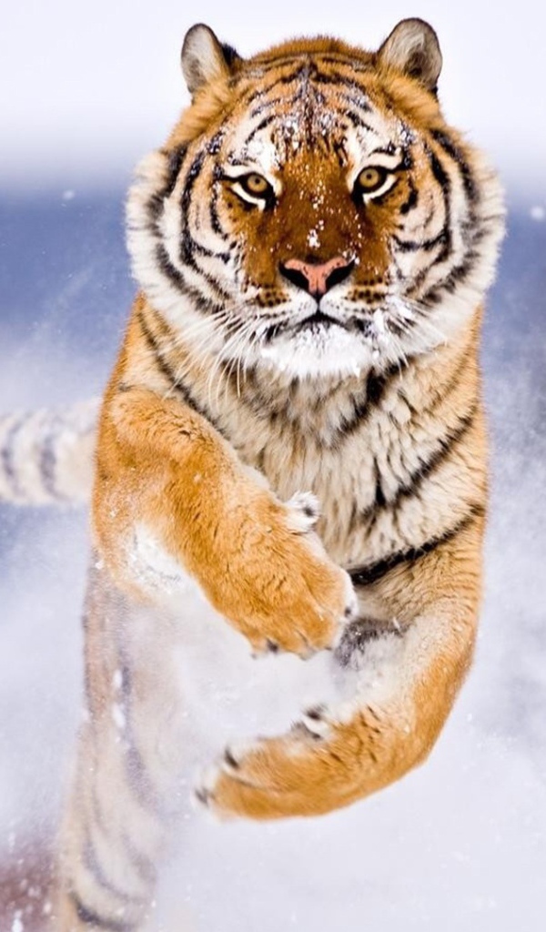 Амурский тигр в снегу