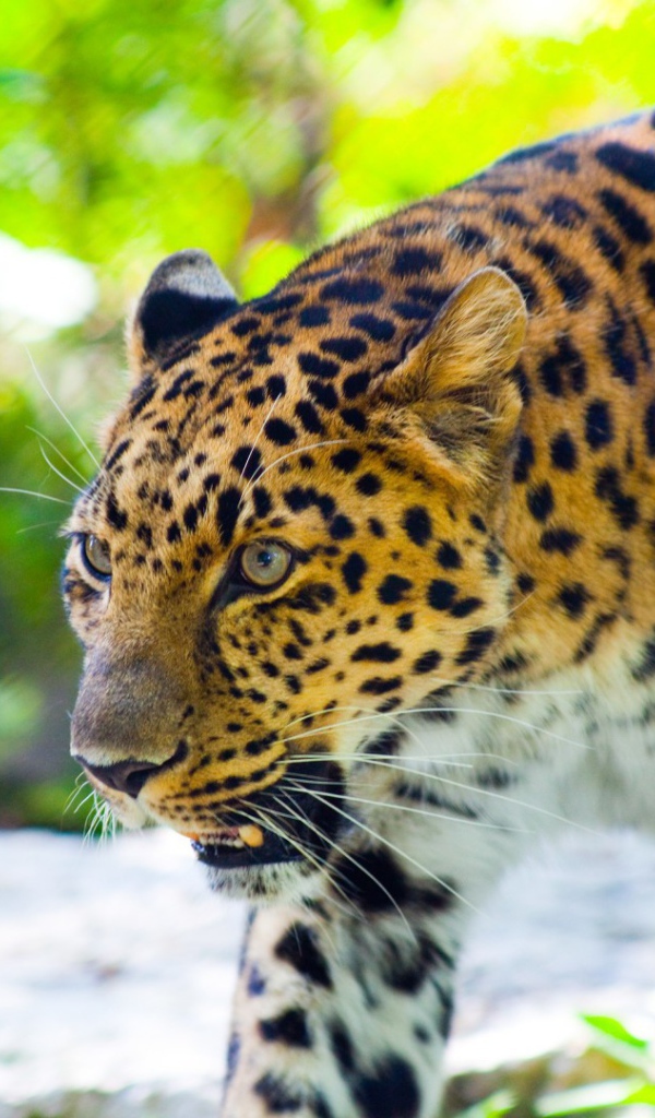 Злой леопард