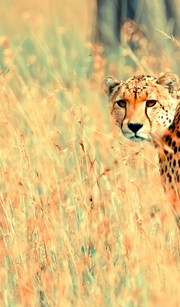 Прекрасный геппард