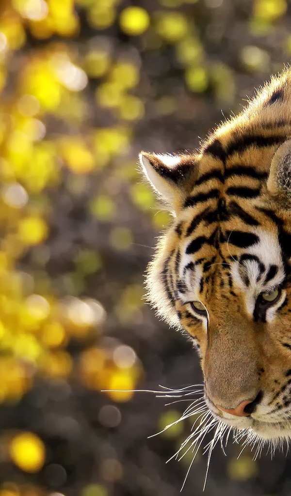 Прекрасный тигр