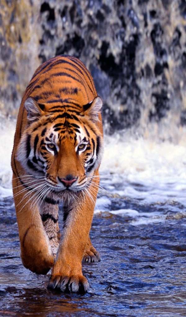 Бенгальский тигр у водопада