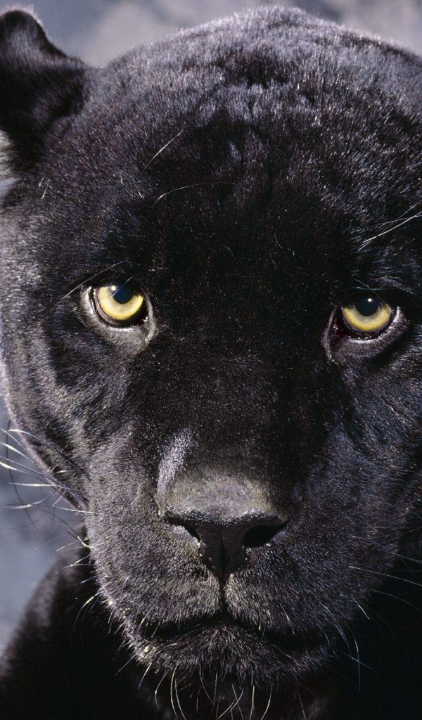 Черная пантера