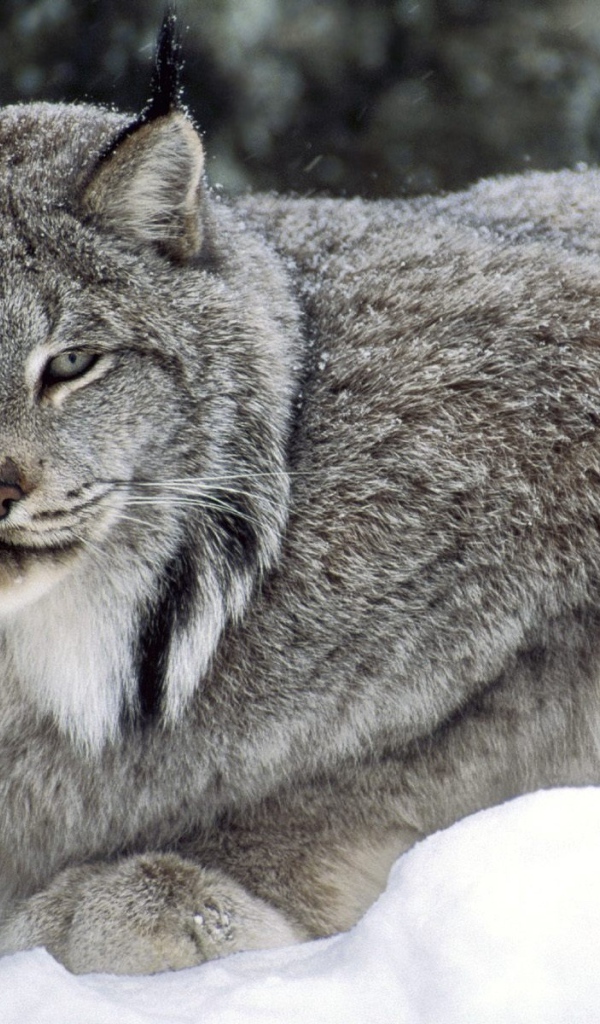 Канадская рысь