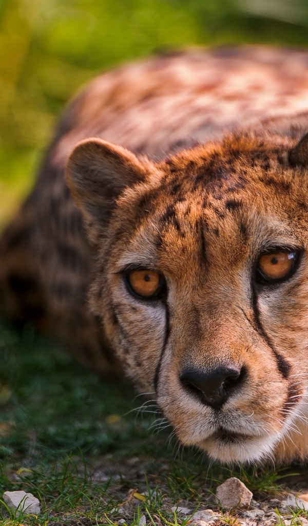 Лежащий геппард